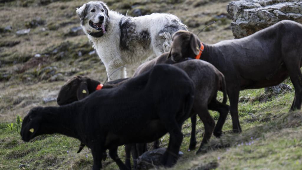 Umweltverbände fordern eine Wirkungskontrolle nach Wolfstötungen