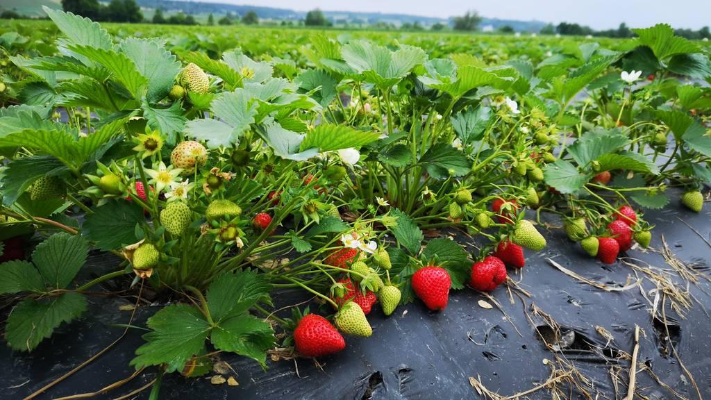 Der Berner Pflück-Guide: Hier kannst du deine Erdbeeren selbst pflücken