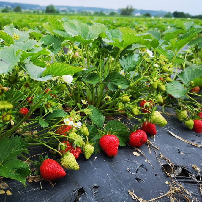 Der Berner Pflück-Guide: Hier kannst du deine Erdbeeren selbst pflücken