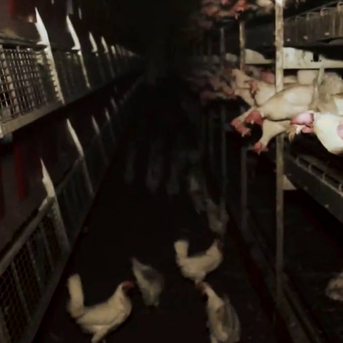Leidende Hühner: Videos zeigen Missstände in Schweizer Hühnerbetrieben 