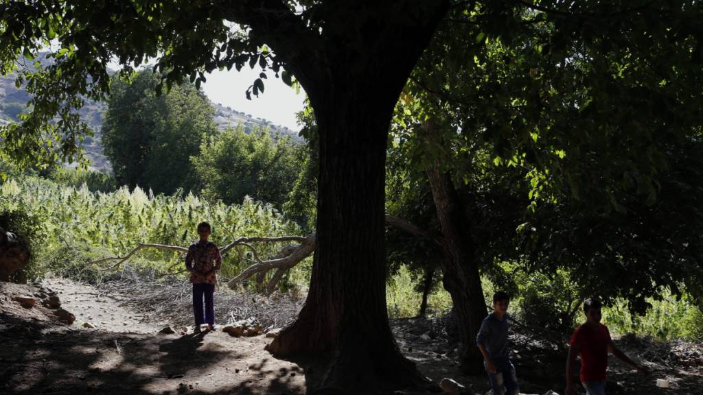 Offiziellen Schätzungen zufolge sicherte der Anbau von Cannabis 2019 bis zu 120'000 Familien in Marokko den Lebensunterhalt. (Archivbild)