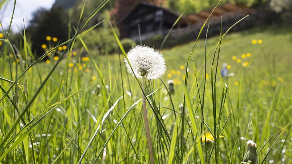 Schön für das Auge, weniger schön für die Nase von Allergikern: Mit der Mai-Sonne stürmen die Gräserpollen los. (Archivbild)