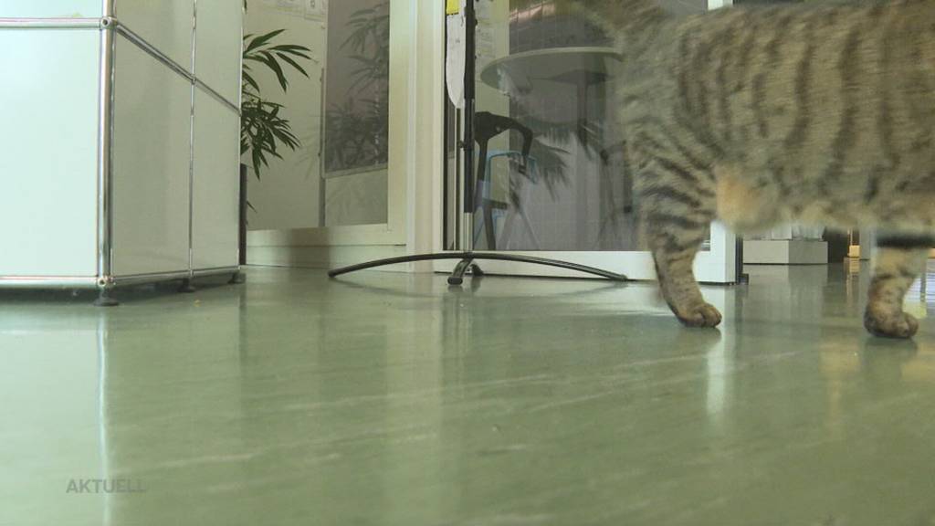 Tierischer Star: Katze Chili vom Campus Brugg-Windisch hat eigenen Insta-Account
