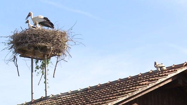 Ausgestossenes Storchenbaby wird der Natur überlassen