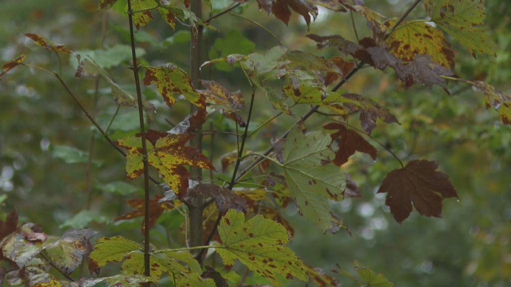 Wälder sollen klimafitter werden