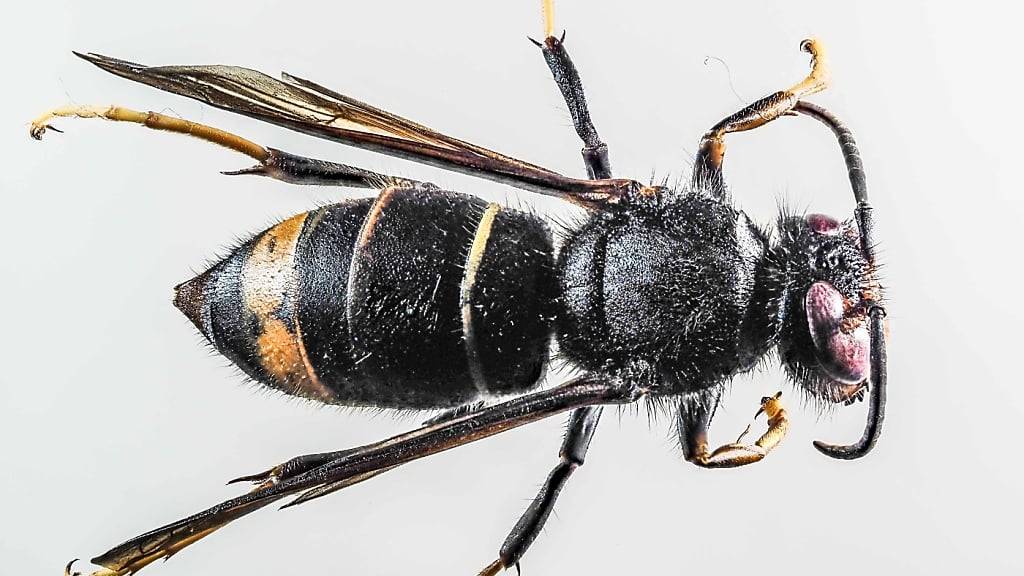 Erstes Nest von Asiatischen Hornissen in Kanton St. Gallen entdeckt