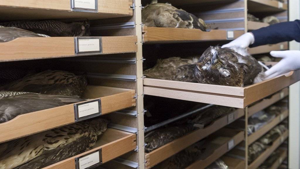 Bälge in einer Schublade der Greifvogel-Sammlung im Magazin des Naturhistorischen Museums Basel - hier hatte sich ein privater Sammler von Greifvogelfedern frech bedient und hohen Schaden hinterlassen.