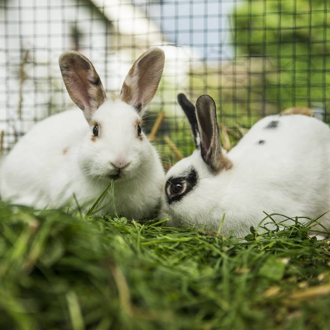 FDP züchtet Kaninchen und sammelt Pilze – sagt die Künstliche Intelligenz
