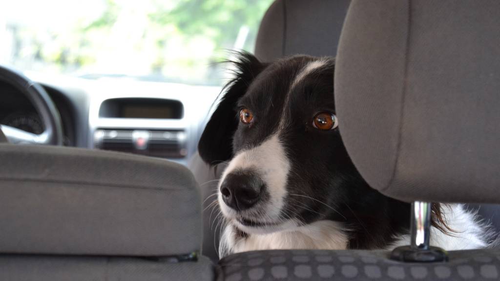 Hund, Auto, Hitze, Sommerhitze