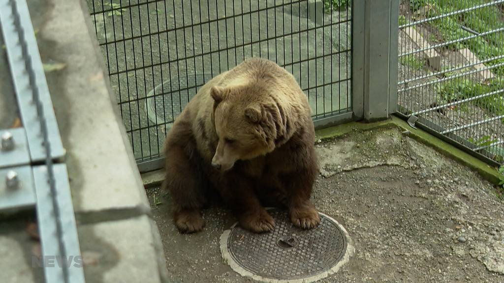 Die Stadt Bern pflanzt eine neue Tanne im Bärenpark