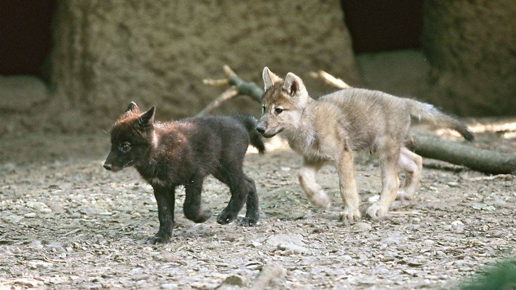 2005 purzelten die jungen Wölfe durch ihr neues Zuhause.