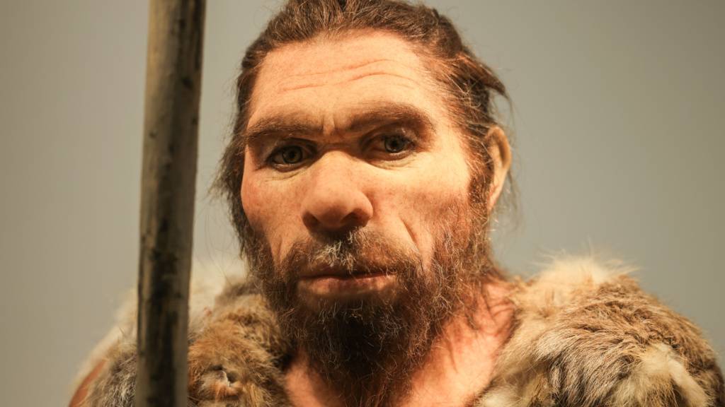 Eine Nachbildung eines Neandertalers im LVR-Landesmuseum in Bonn. (Symbolbild)