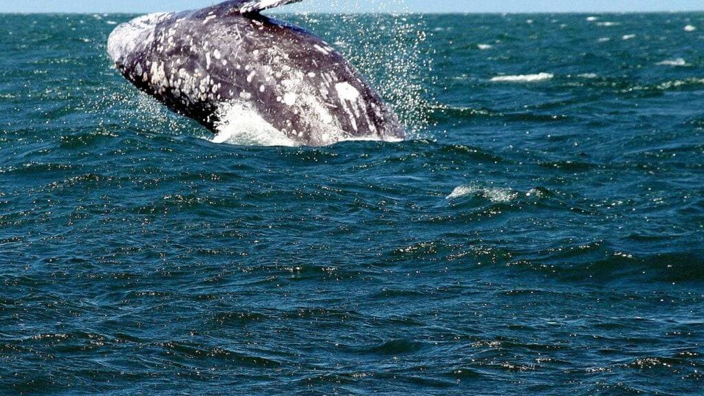 Die Erklärung umfasst die Forderung nach zwölf Schritten zum Schutz der Ozeane. (Archivbild)