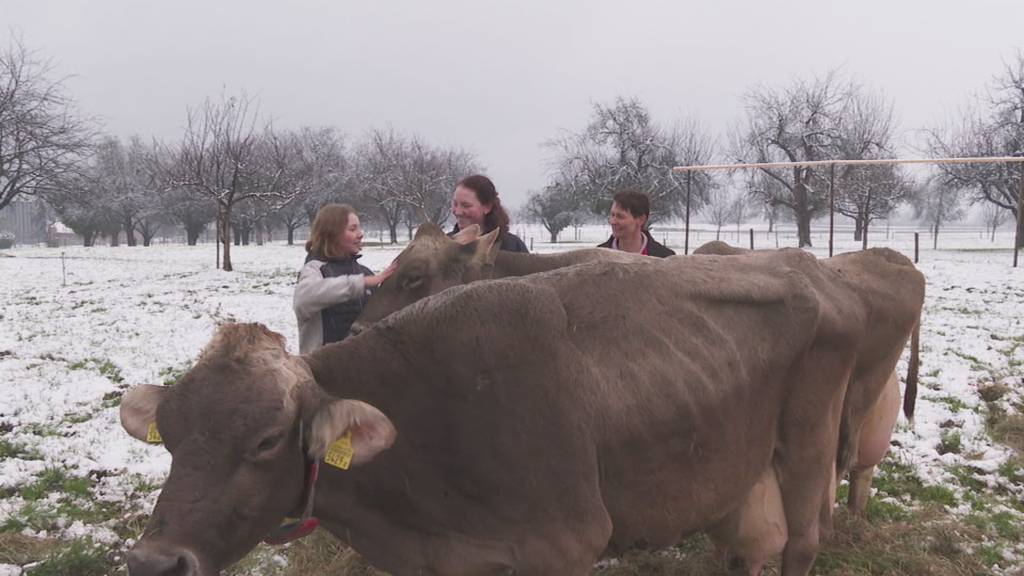 Über 100'000 Liter Milch pro Kuh – Bauer verrät sein Rekord-Geheimnis