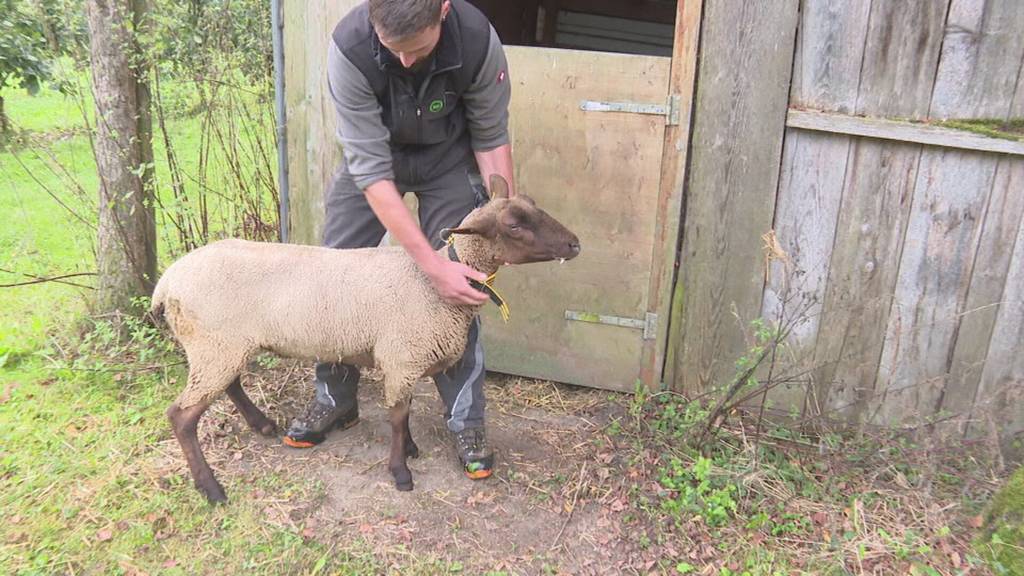 Tückische Tierseuche: Ostschweizer Bauern zittern vor Blauzungenkrankheit