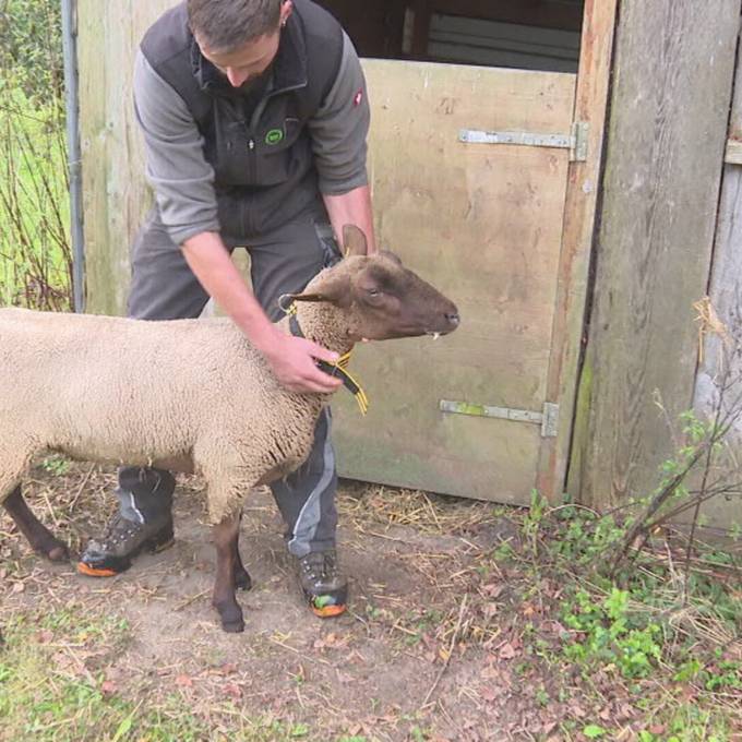 Schaf-Sterben in der Ostschweiz: Impfstoff lässt auf sich warten