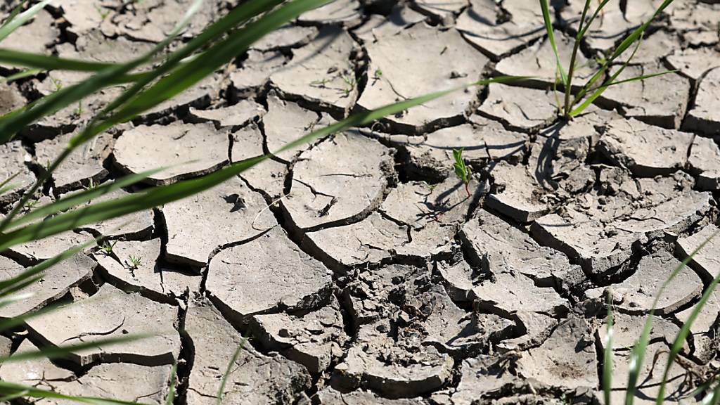 Einer Studie zufolge nehmen extreme Dürreperioden in Mitteleuropa wohl zu.