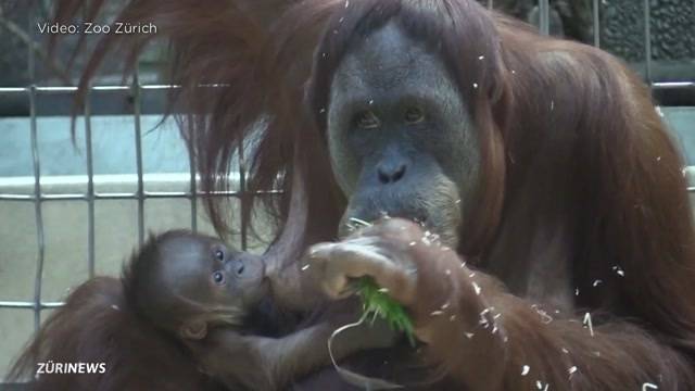 Pandai, das neue Herz des Zoo Zürich