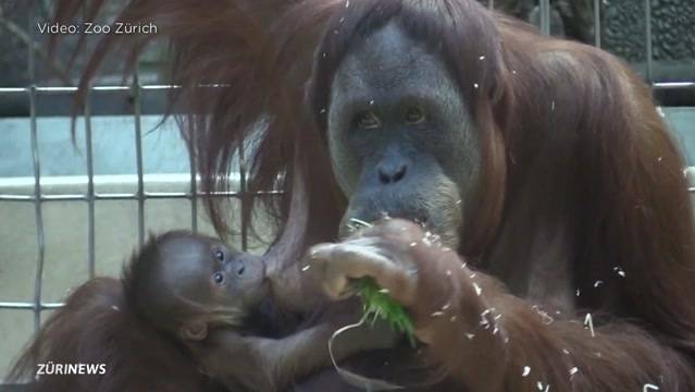 Pandai, das neue Herz des Zoo Zürich