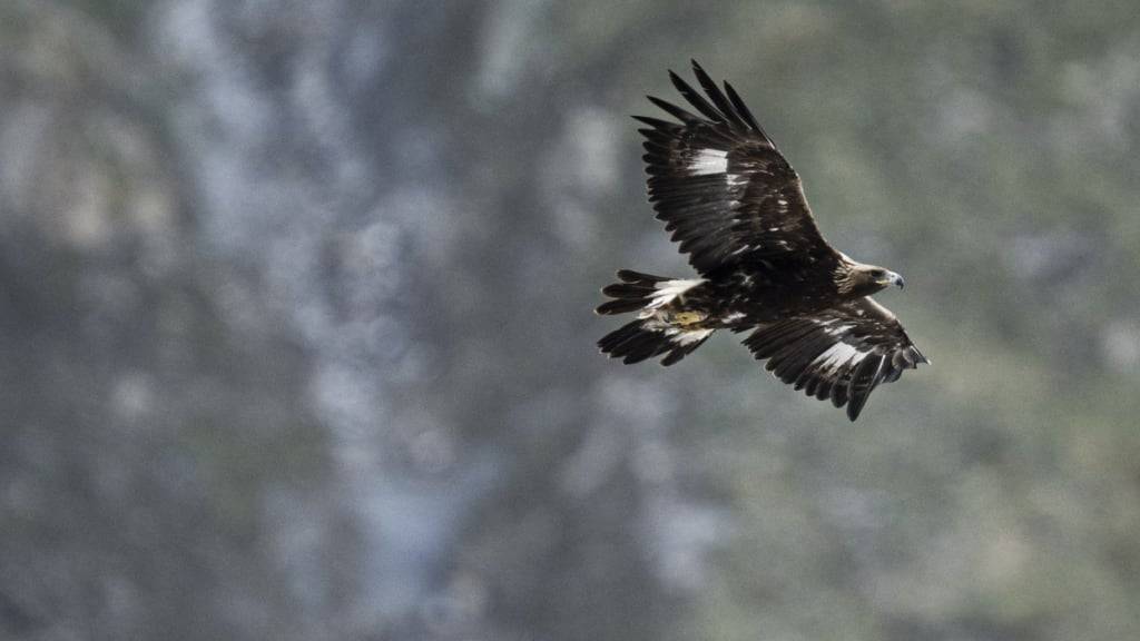 Nach 170 Jahren Abwesenheit ist Mitte Juli ein Steinadler im Departement Jura in Frankreich flügge geworden. (Archivbild)