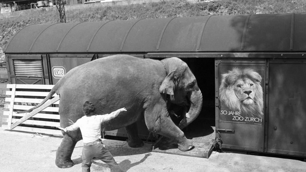 Vom Bahnhof Dübendorf aus machte sich Elefantenkuh Thaia im Mai 1979 auf den Weg zu Zuchtbulle Cheing Mai nach Kopenhagen. (Archivbild)