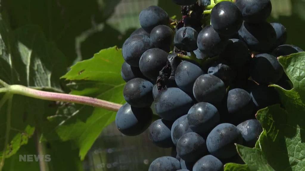 Wein vom Gurten