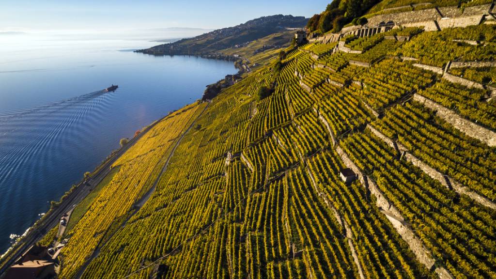 Umweltschützer wehren sich gegen ein geplantes Bauprojekt im Unesco-Weltkulturerbe Lavaux. Promotoren wollen im Weinbaugebiet Dézaley bei Puidoux Luxuswohnungen bauen.