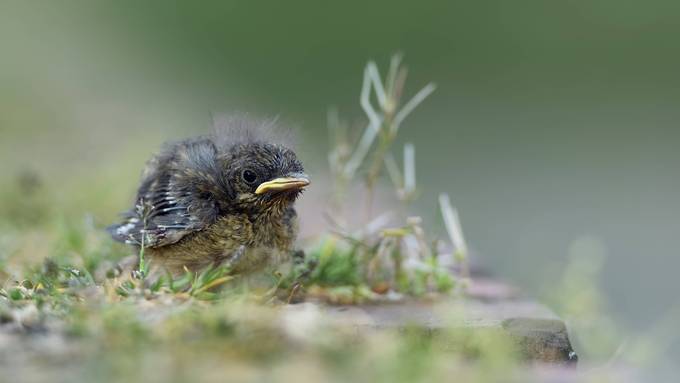 Nestlinge sehen hilflos aus – Vogelwarte rät trotzdem: «Hände weg»