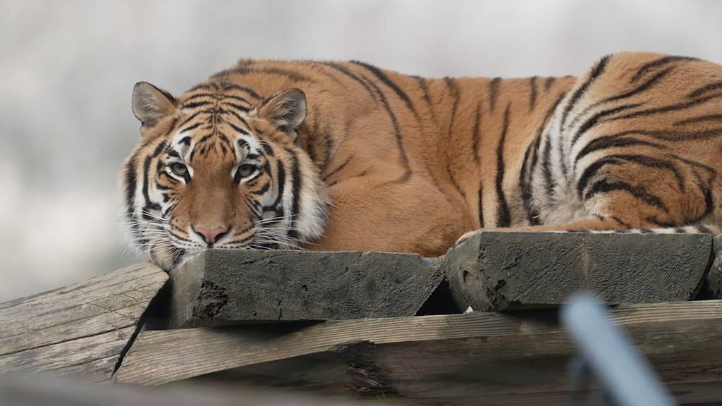 Tierisch Spezialsendung «Sikypark», Teil 1