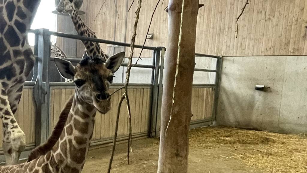 Giraffenbaby kommt in Knies Kinderzoo in Rapperswil zur Welt