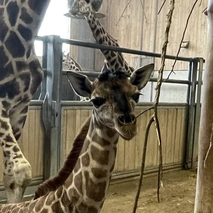 Giraffenbaby kommt in Knies Kinderzoo in Rapperswil zur Welt