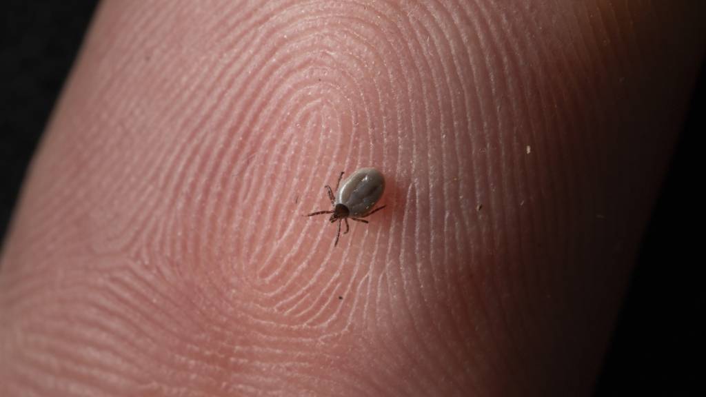 Sie sind klein und verbreiten Unbehagen: Eine Zecke auf dem Finger einer Person. (Archivbild)