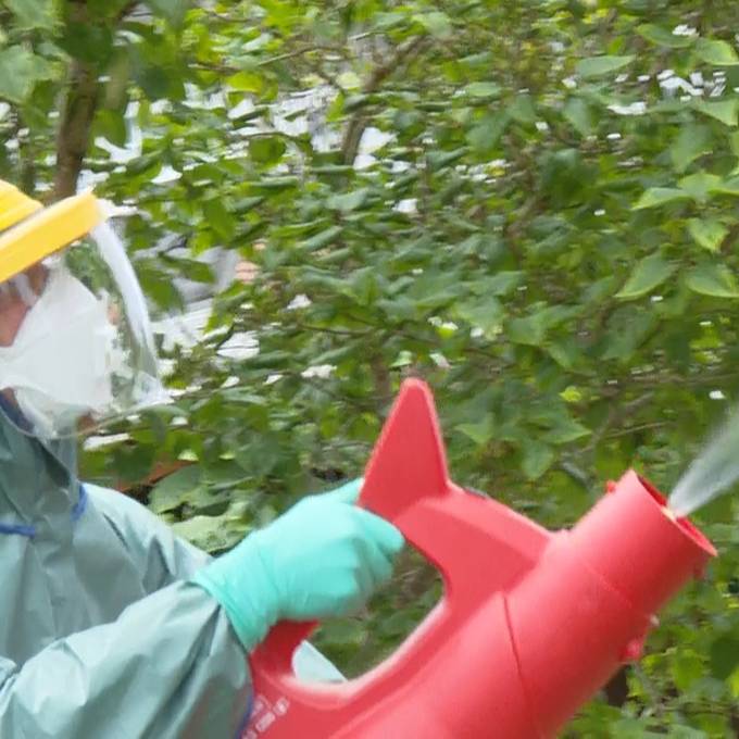 In Kloten beginnt der Insektizid-Einsatz gegen den Japankäfer