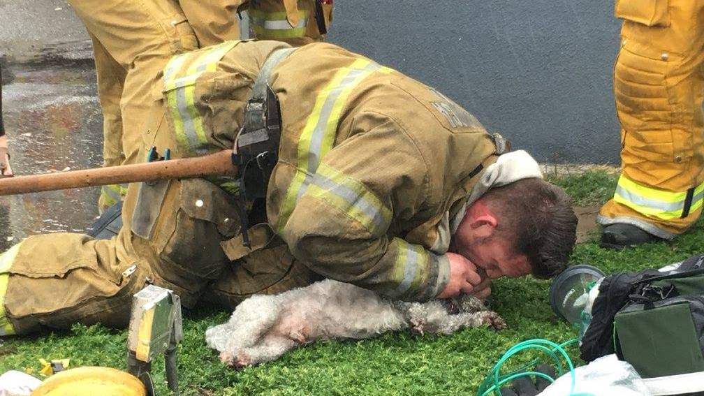 Der Feuerwehrmann musste den Hund zuerst beatmen, bevor er mittels CPR reanimiert werden konnte.