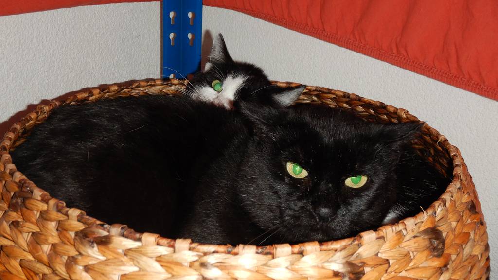 Bubba und Nancy