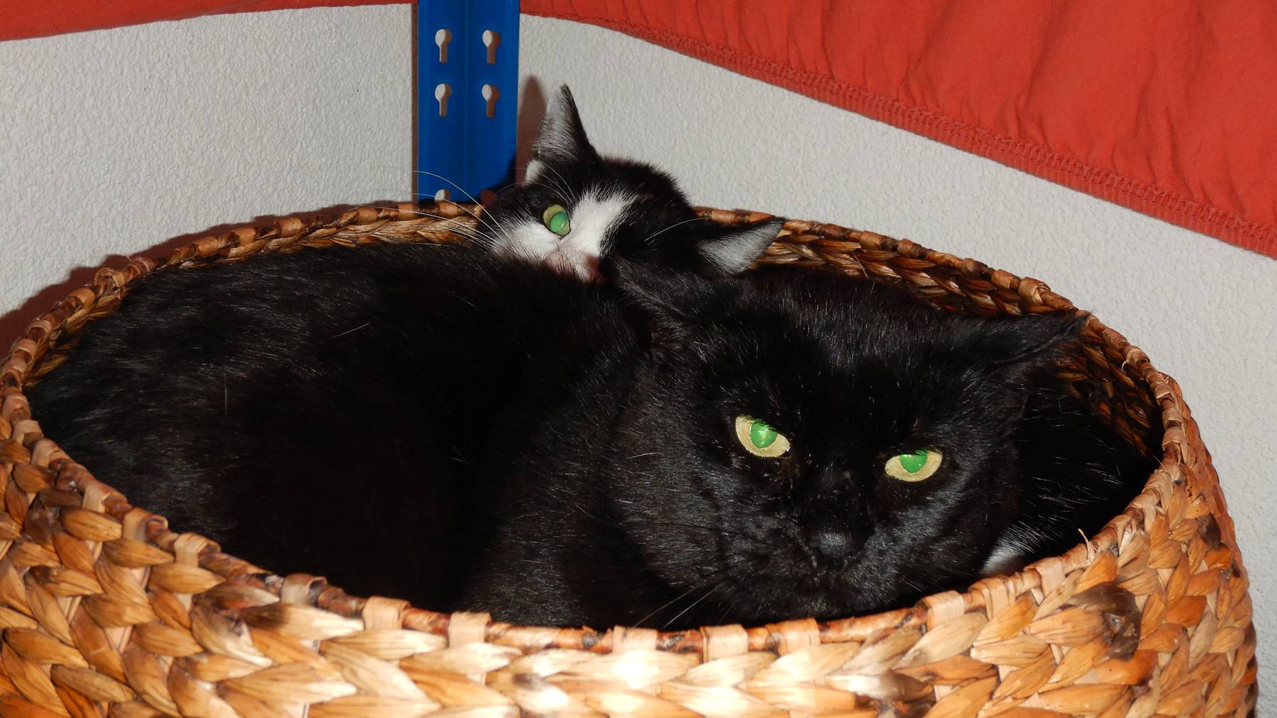 Bubba und Nancy