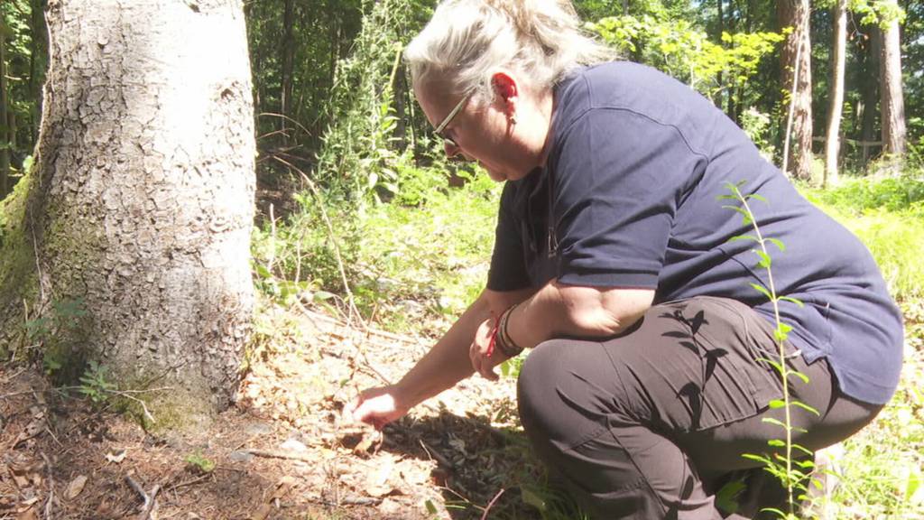 Waldbrandgefahr - Angespannte Lage im Kanton Uri vor 1. August