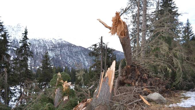 Sturmschäden auf Höchststand seit 1994