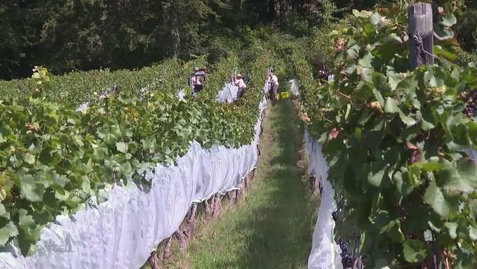 Schlechtes Jahr für Pinot Noir: Trauben hatten zu heiss