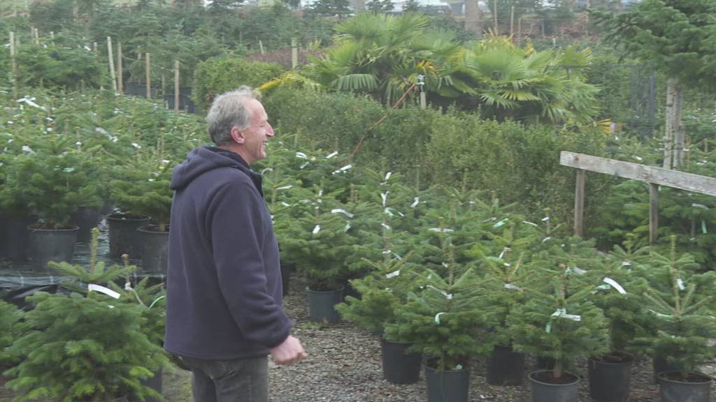 Endspurt beim Christbaumverkauf