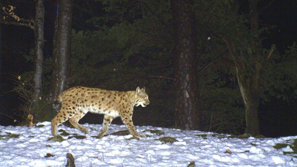 168 Fotofallen für Luchs-Monitoring in Schwyz, Glarus, Uri und Zug