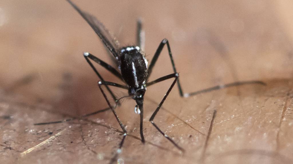 Übertragen wird das Dengue-Fieber von Tigermücken. (Archivbild)