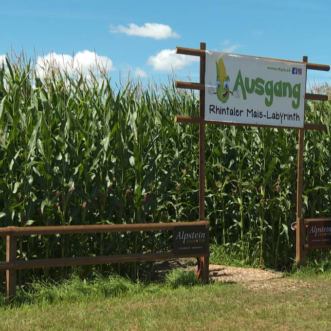 3,5 Hektaren gross: Riesiges Mais-Labyrinth in Balgach eröffnet