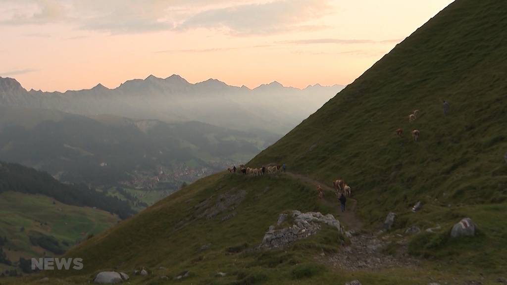 Beeindruckender Alpabzug: 500 Kühe steigen Felswand hinunter