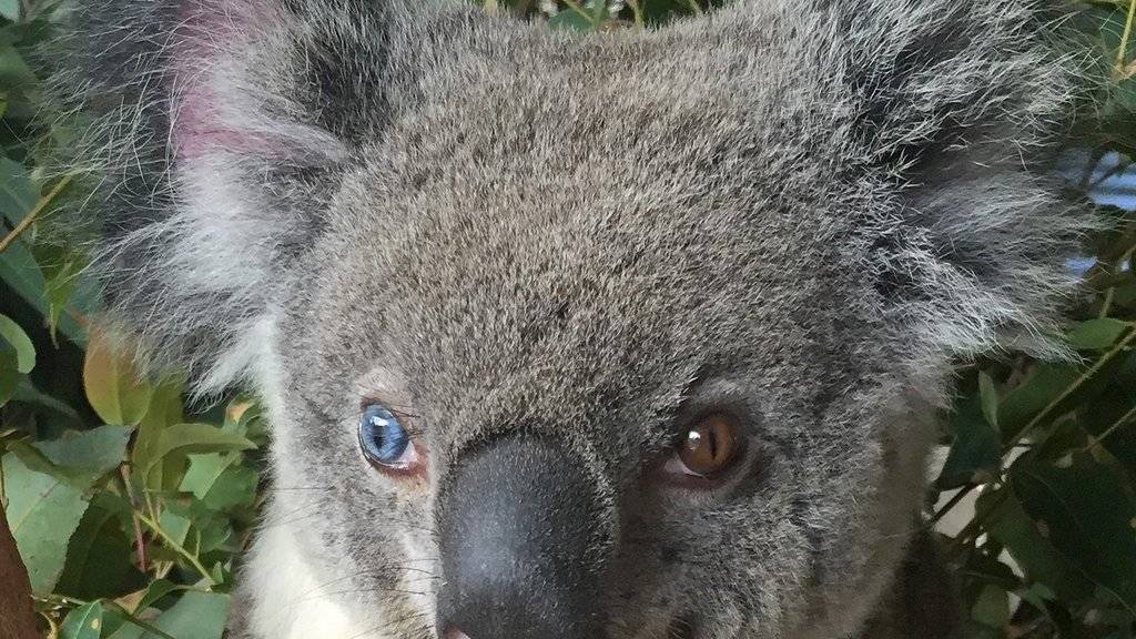 In Australien wurde ein einzigartiger Koala entdeckt und auf den Namen Bowie getauft.