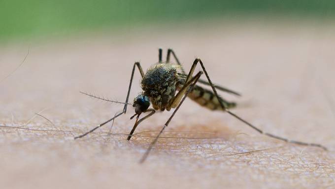 Nach nassem Frühling: Droht im Sommer eine Mückenplage?