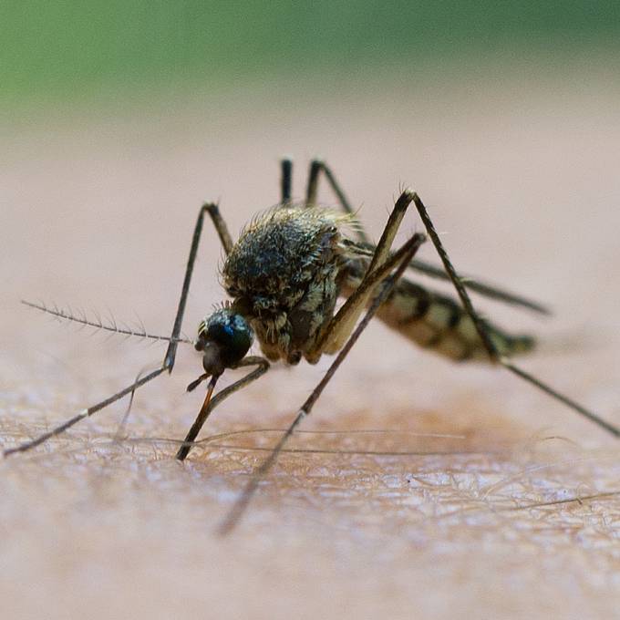 Nach nassem Frühling: Droht im Sommer eine Mückenplage?