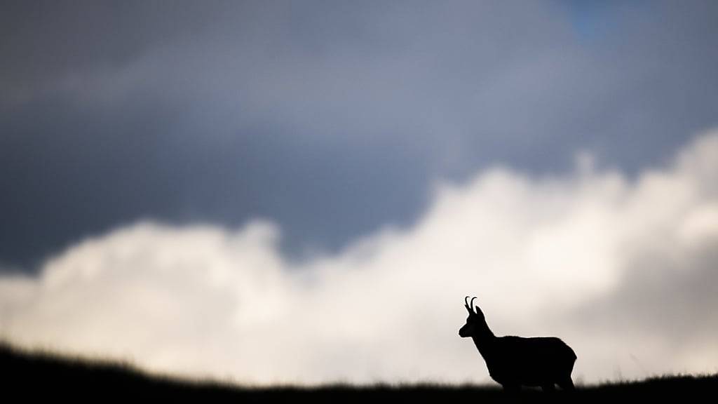 Der Abschuss von Gämsböcken wird in Nidwalden neu per Los zugeteilt. (Archivbild)