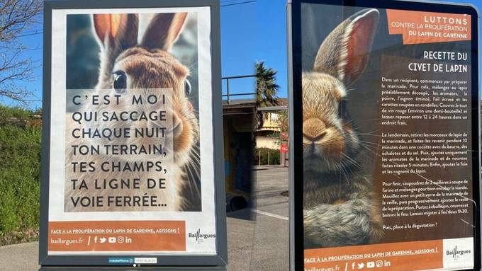 Wegen Kaninchenplage: Bürgermeister lässt Plakate mit Ragout-Rezept aufhängen