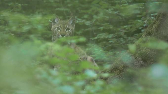 Luchs tötet Schafe und bringt SVP auf die Palme